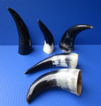 6 to 8 inches Small Polished Cow Horns -  2 @ $4.25 each; 5 @ $3.60 each