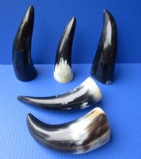 6 to 8 inches Small Polished Cow Horns -  2 @ $4.25 each; 5 @ $3.60 each