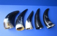6 to 8 inches Small Polished Cattle Horns <font color=red> Wholesale</font> - 40 @ $2.25 each