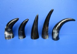 8 to 11-7/8 inches Polished Cattle, Cow Horns<font color=red> Wholesale </font>  -  22 @ $4.40 each