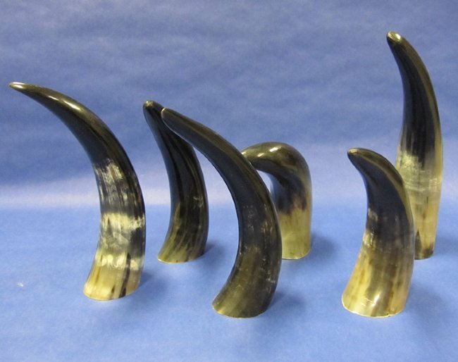 Case of 10 Polished Buffalo Horns in Bulk 8 inches to 10 inches