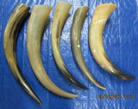 Wholesale Polished Cow Horns, Cattle Horns (17-20") Mostly Tan -  7 @ $13.50 each; 10 @ $12.00 each