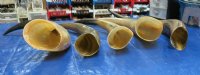 Wholesale Polished Cow Horns, Cattle Horns (17-20") Mostly Tan -  7 @ $13.50 each; 10 @ $12.00 each