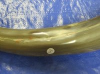 Wholesale Polished Cow Horns, Cattle Horns (17-20") Mostly Tan -  7 @ $13.50 each; 10 @ $12.00 each