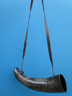 Blowing Viking War Horn for Sale, 12 to 13-7/8 inches  $15.99