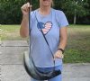Extra Large Buffalo Blowing Viking War Horns with Leather Shoulder Strap 20 to 23 inches <font color=red>Wholesale</font> - 6 @ $22.50 each