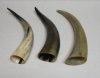 13 to 15 inches <font color=red> Wholesale </font> Buffed Water Buffalo Horns for Sale in Bulk with a Rustic Look - Case of 20 @ $4.50 each; Case of 30 @ $3.50 each