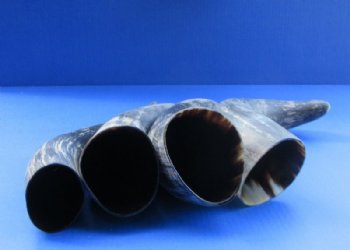 Real Rustic Indian Cattle Horns (13"/15") - 2 @ $10.40 each; 4 @ $9.35 each