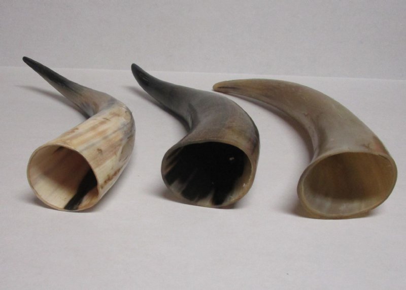 Buffed Water Buffalo Horns for Sale at Worldwide Wildlife Products