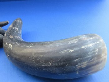Real Rustic Indian Cattle Horns (13"/15") - 2 @ $10.40 each; 4 @ $9.35 each