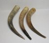 20 to 24-7/8 inches Buffed Water Buffalo Horns for Sale - Pack of 1 @ $25.99