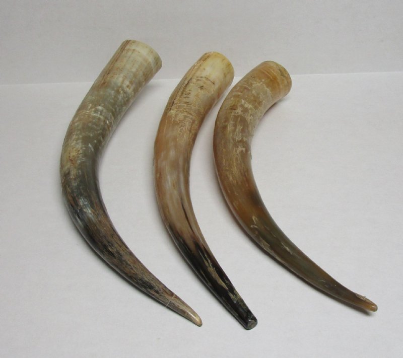 20 to 247/8 inches Rustic Look Buffed Water Buffalo Horns Wholesale
