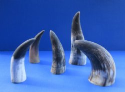 Genuine Indian Cattle Horns – Rustic & Unpolished (6" to 8") - 2 @ $3.60 each; 6 @ $3.20 each