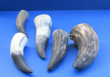 Indian Cattle Horns, Sanded & Buffed Bulk  <font color=red> Wholesale</font> - 50 @ $2 each