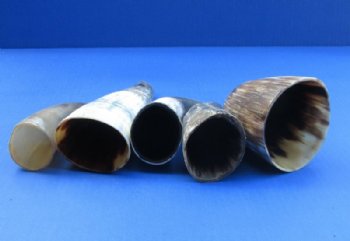 Indian Cattle Horns, Sanded & Buffed Bulk  <font color=red> Wholesale</font> - 50 @ $2 each