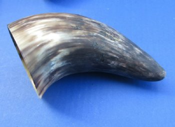 Indian Cattle Horns, Sanded & Buffed Bulk  <font color=red> Wholesale</font> - 50 @ $2 each