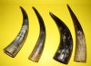 9 to 12 inches Buffed Water Buffalo Horns for Sale for Crafts and  Horn Decor - Pack of 2 @ $3.75 each; Pack of 10 @ $3.30 each