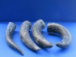 Sanded and Buffed Cattle Horns (9"/12")  - 2 @ $8.40 each; 5 @ $7.52 each