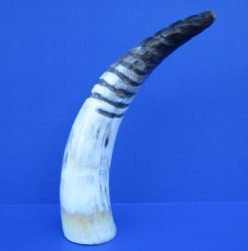 12 to 14-7/8 inches Spiral Carved Cow Horns  - 2 @ $14.40 each