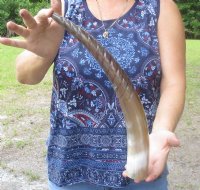 Spiral Carved Water Buffalo Horns <font color=red>Wholesale</font>    15 to 17-7/8 inches - 10 @ $12.60 each