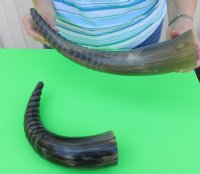 Spiral Carved Water Buffalo Horns <font color=red>Wholesale</font>    15 to 17-7/8 inches - 10 @ $12.60 each