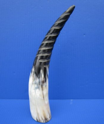 12 to 14-7/8 inches Spiral Carved Cow Horns  - 2 @ $14.40 each