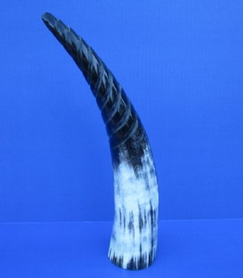 12 to 14-7/8 inches Spiral Carved Cow Horns  - 2 @ $14.40 each