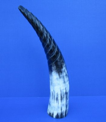 Spiral Carved Cow Horns 15 to 17-7/8 inches - $20.40 each; 2 @ $20.15 each