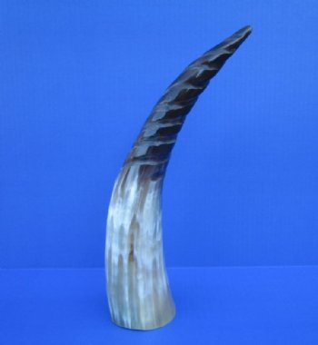 Spiral Carved Water Buffalo Horns <font color=red>Wholesale</font>    15 to 17-7/8 inches - 10 @ $12.60 each