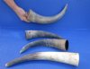 13 to 15 inches <font color=red>Wholesale</font> Natural Raw Water Buffalo Horns for Crafts and Decorating, Lightly Sanded, Unpolished  - Pack of 20 @ $4.50 each; Pack of 30 @ $3.50 each