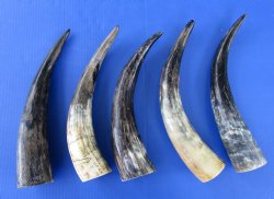 13 to 15 inches Natural Sanded and Lightly Polished Cow Horn - 2 @ $9.00 each