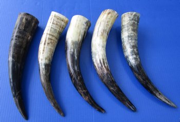 13 to 15 inches Natural Sanded and Lightly Polished Cow Horn - 2 @ $9.00 each