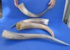 20 to 24 inches Natural Raw Water Buffalo Horns for Sale, Lightly Sanded - Pack of 1 @ $27.99 each; Pack of 2 @ $22.80 each 