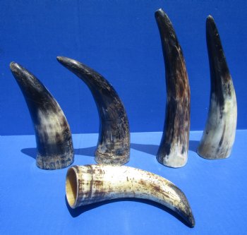 6 to 8 inches Semi-Polished Ox, Cow Horns with a Raw Hand Scraped Look, -  5 @ $3.60 each; 10 @ $3.20 each