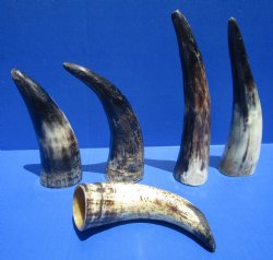 6 to 8 inches Semi-Polished Ox, Cow Horns with a Raw Hand Scraped Look, -  5 @ $3.60 each; 10 @ $3.20 each