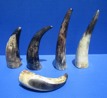 6 to 8 inches Natural Sanded Cow Horns Lightly Polished <font color=red>Wholesale</font> , - 45 @ $2.00 each