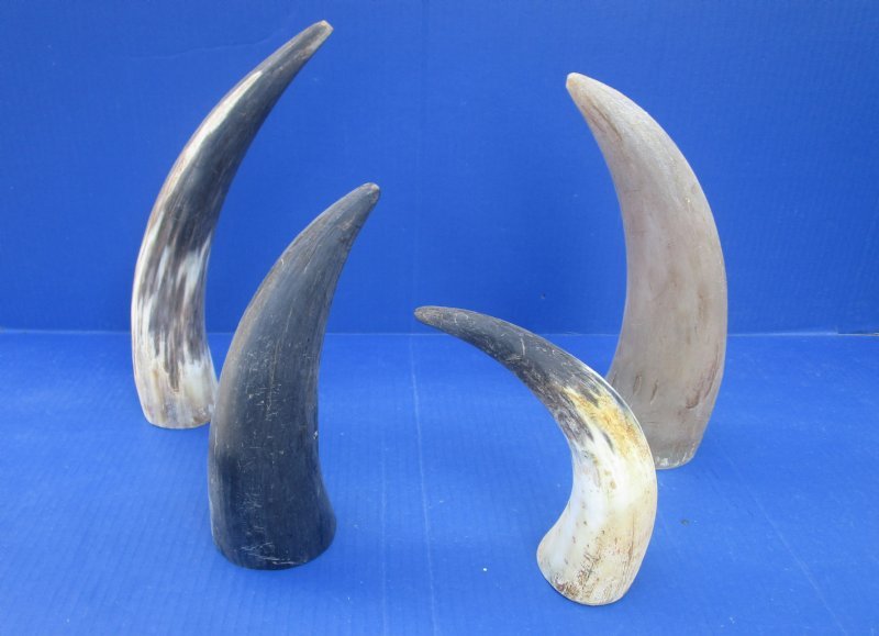 Buy 9 to 12 inches Natural Raw Water Buffalo Horns for Sale,