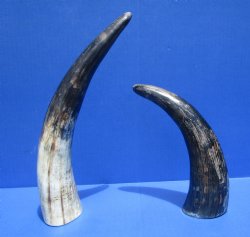 9 to 12 inches Semi-Polished Cow Horns with a Raw Hand Scraped Look, -  2 @ $6.99 each; 5 @ $5.99 each