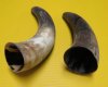 9 to 12 inches Natural Raw Water Buffalo Horns for Sale, Lightly Sanded, Most Stand Unsupported - Pack of 2 @ $5.00 each; Pack of 10 @ $3.20 each
