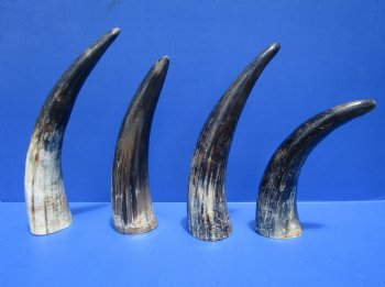 9 to 12 inches Semi-Polished Cow Horns with a Raw Hand Scraped Look, -  2 @ $6.99 each; 5 @ $5.99 each