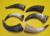 9 to 12 inches <font color=red>Wholesale</font> Natural Raw Water Buffalo Horns, - Pack of 36 @ $2.50 each; Pack of 50 @ $2.00 each