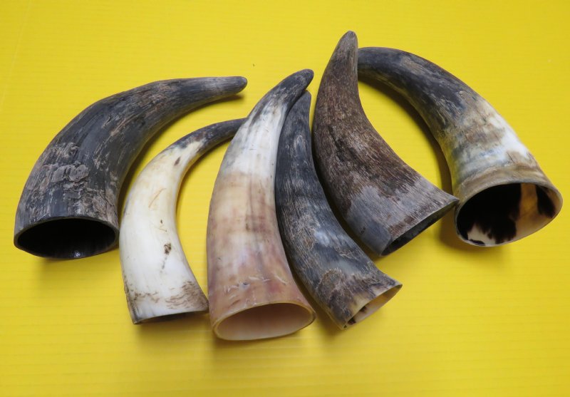 Buy 9 to 12 inches Wholesale Natural Raw Water Buffalo Horns for Sale,