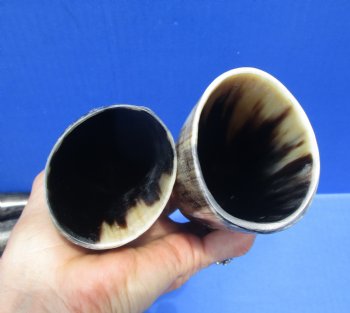 9 to 12 inches Semi-Polished Cow Horns with a Raw Hand Scraped Look, -  2 @ $6.99 each; 5 @ $5.99 each