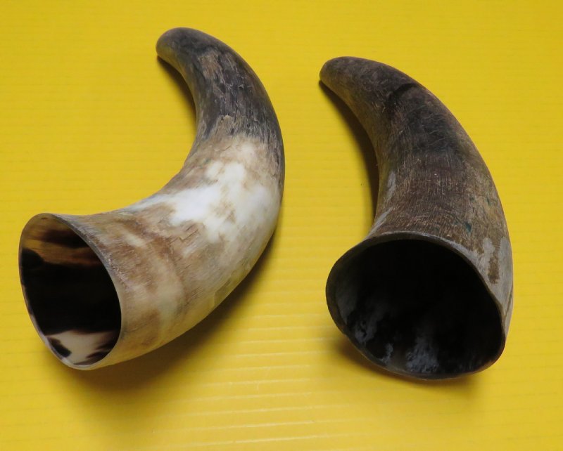 Buy 9 to 12 inches Natural Raw Water Buffalo Horns for Sale,