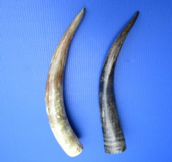 16 to 20 inches Natural Sanded and Lightly Polished Ox, Cow Horn - 2 @ $16.00 each