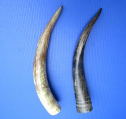 16 to 20 inches Natural Sanded Cow, Cattle Horns with Light Shine - 2 @ $16 each