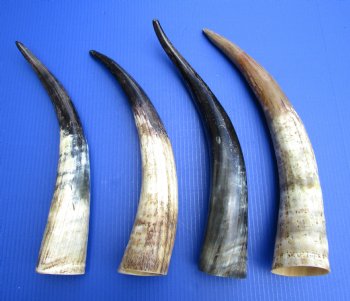 16 to 20 inches Natural Cattle, Cow Horns, Sanded and Lightly Polished <font color=red> Wholesale</font>- 10 @ $9 each