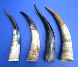 16 to 20 inches Natural Sanded and Lightly Polished Catttle, Cow Horns <font color=red> Wholesale</font>- 10 @ $9 each