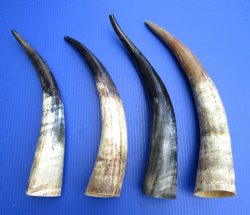 16 to 20 inches Natural Cattle, Cow Horns, Sanded and Lightly Polished <font color=red> Wholesale</font>- 10 @ $9 each