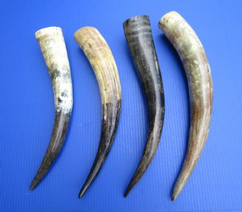 16 to 20 inches Natural Sanded Cow, Cattle Horns with Light Shine - 2 @ $16 each